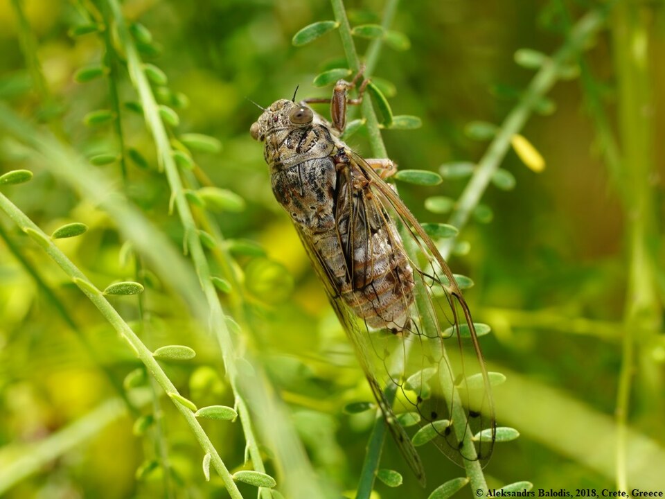 Photo of Cretan cicada