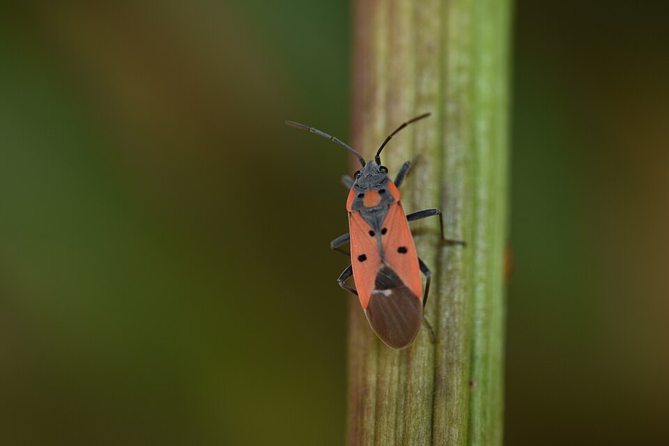 Photo of Cretan seed bug