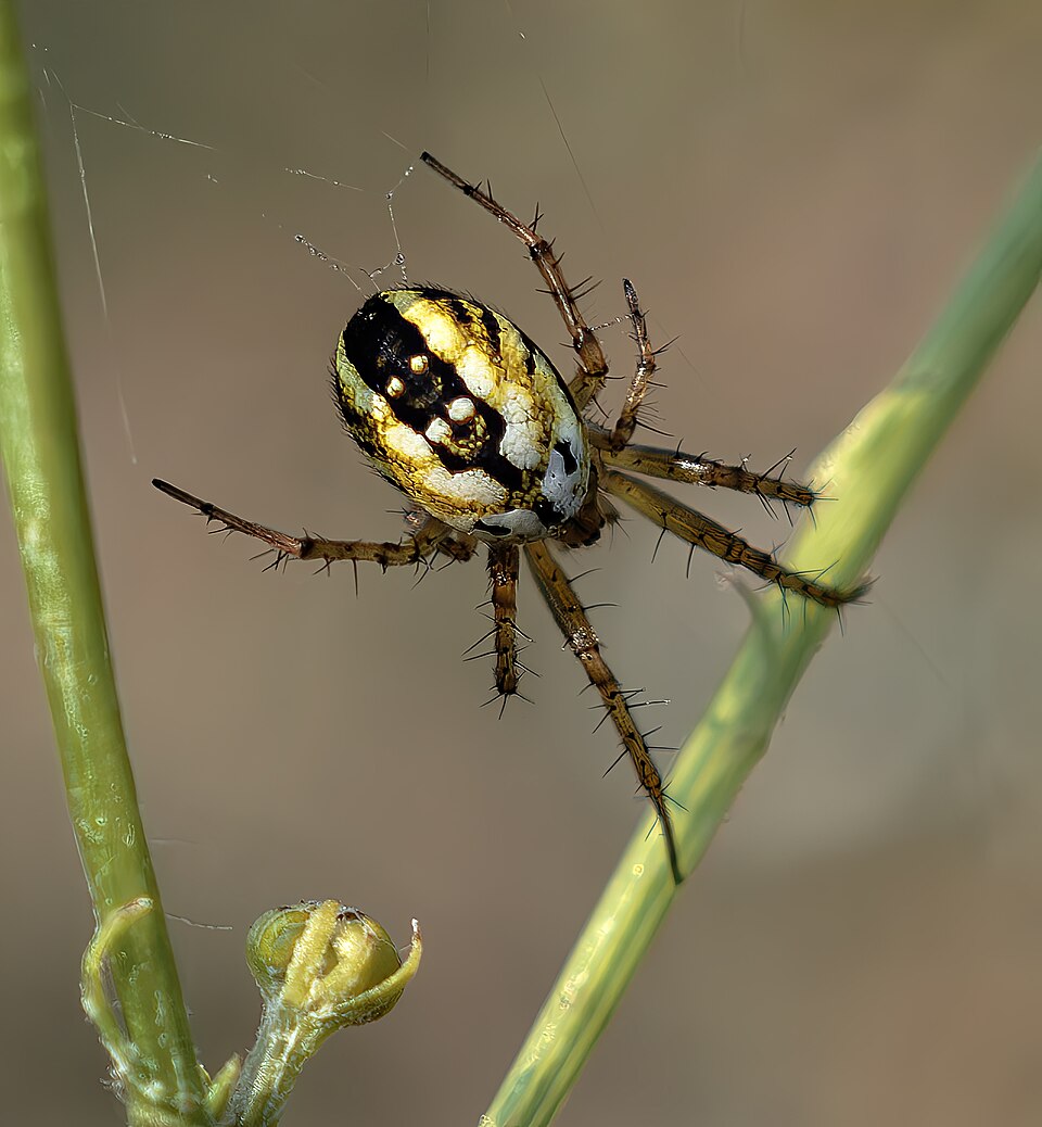 Photo of Cricket-bat orbweaver