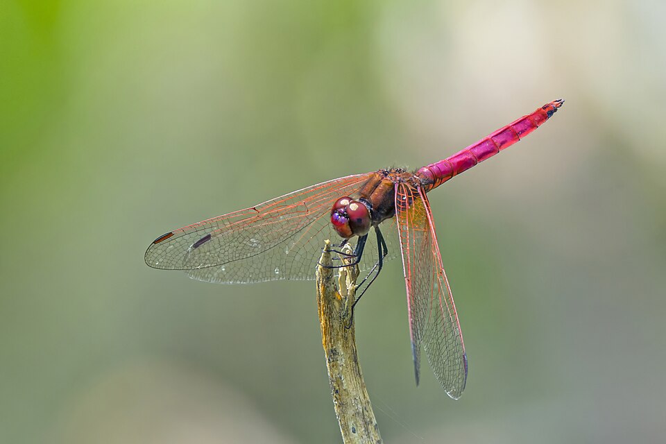 Photo of Crimson marsh glider