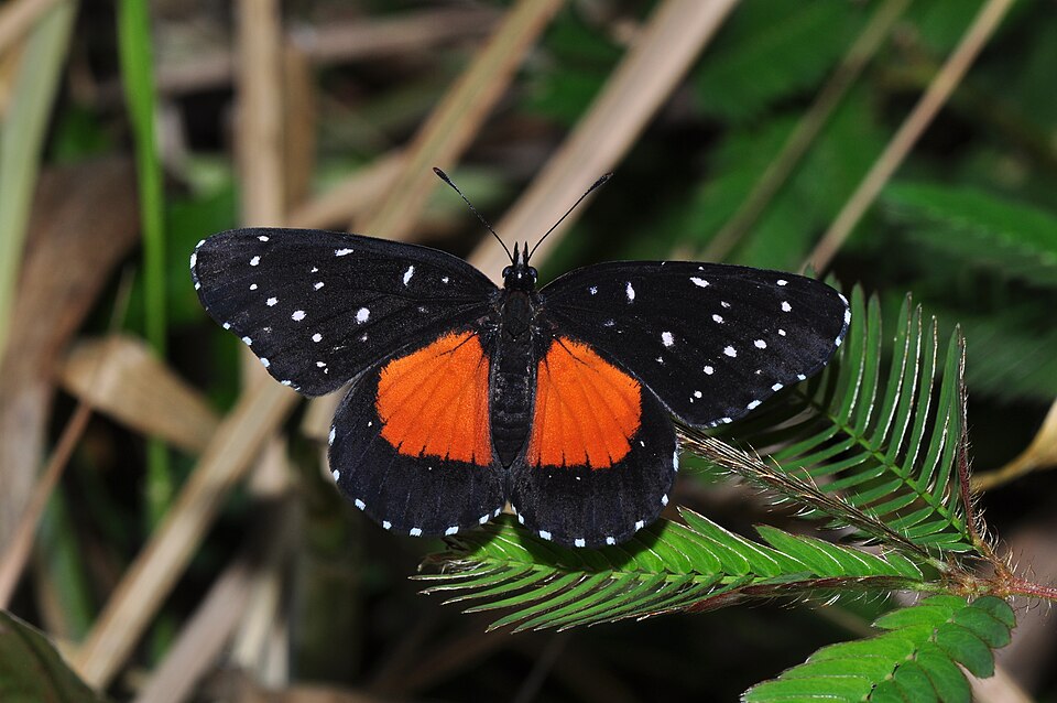 Photo of Crimson patch