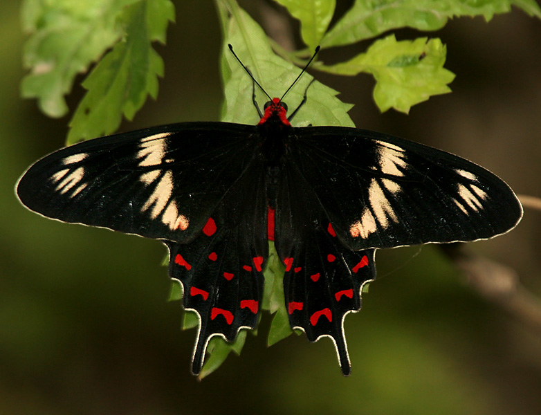 Photo of Crimson rose swallowtail
