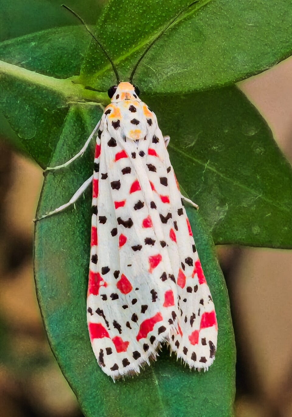 Photo of Crimson-speckled