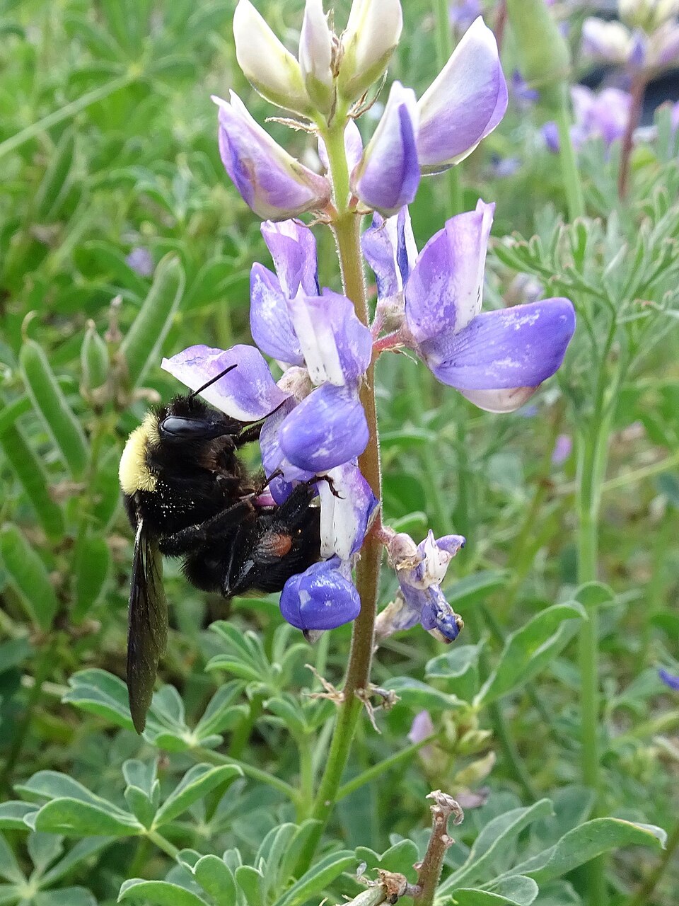 Photo of Crotch's bumble bee