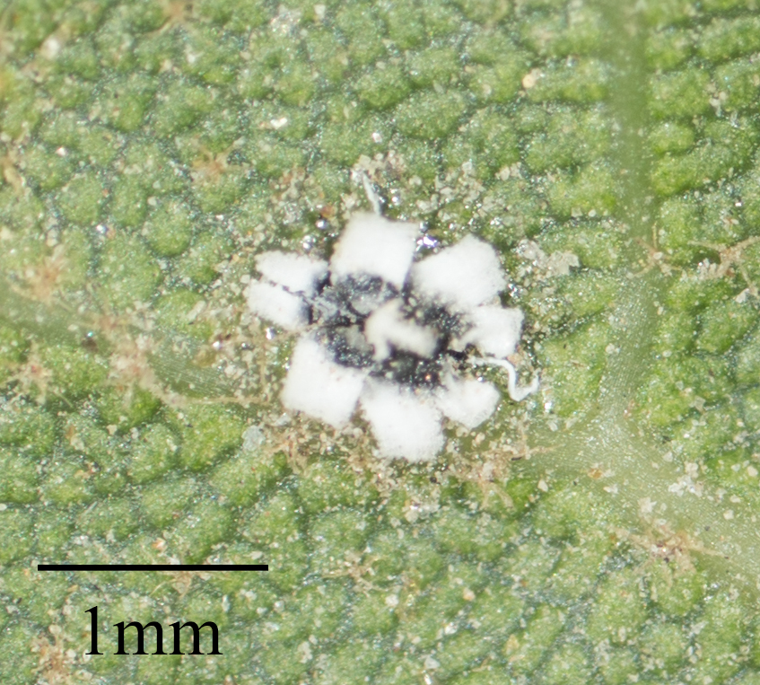 Photo of Crown whitefly