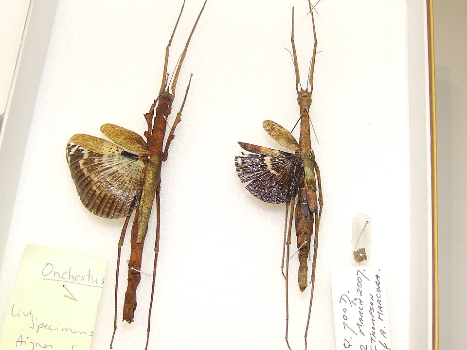 Photo of Crowned stick insect