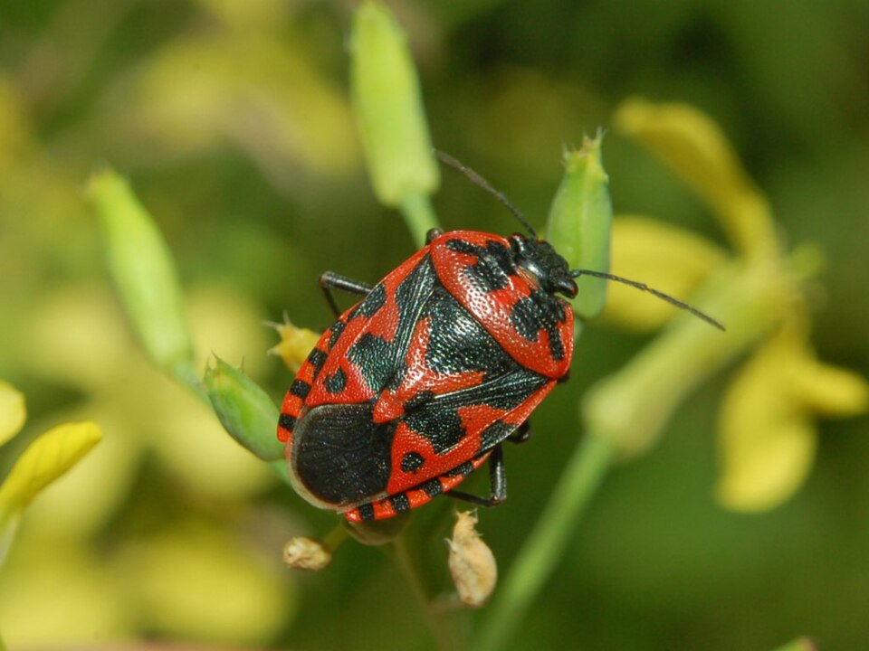 Photo of Cruciferous bug