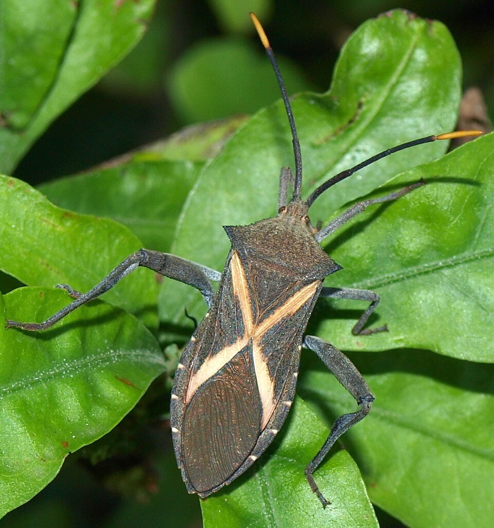 Photo of Crusader bug