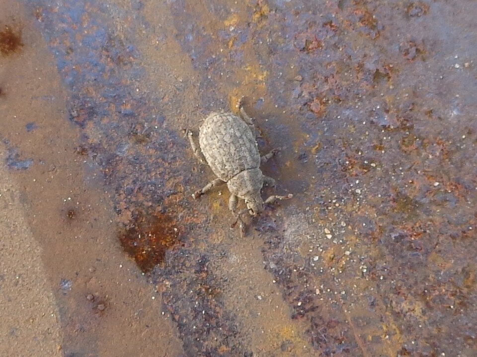 Photo of Crusted root weevil