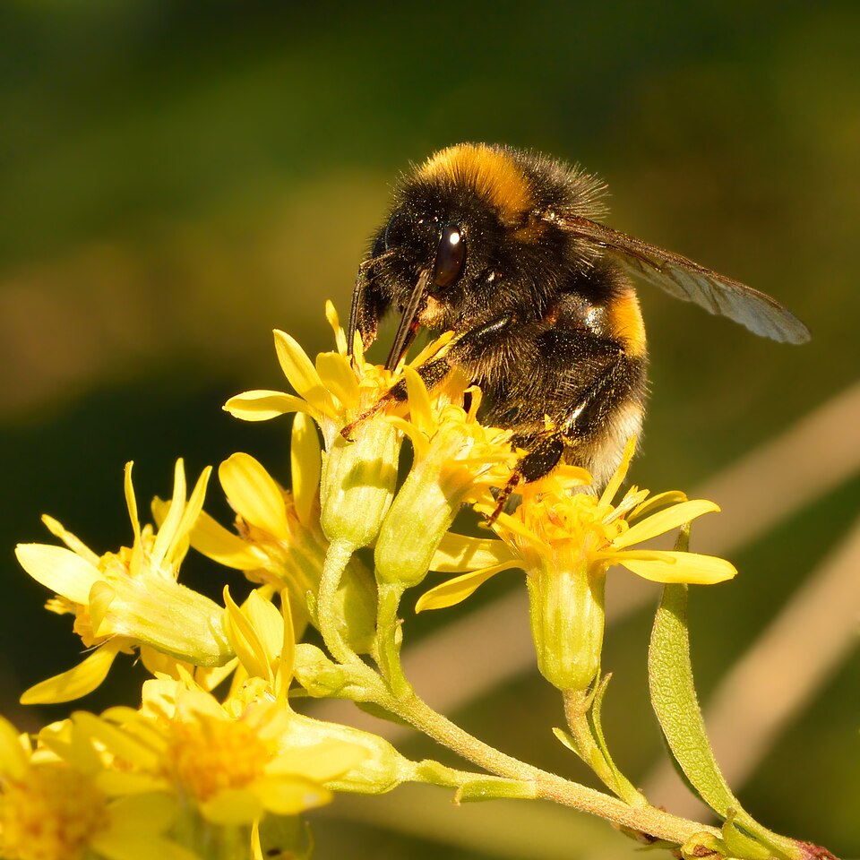 Photo of Cryptic bumble bee