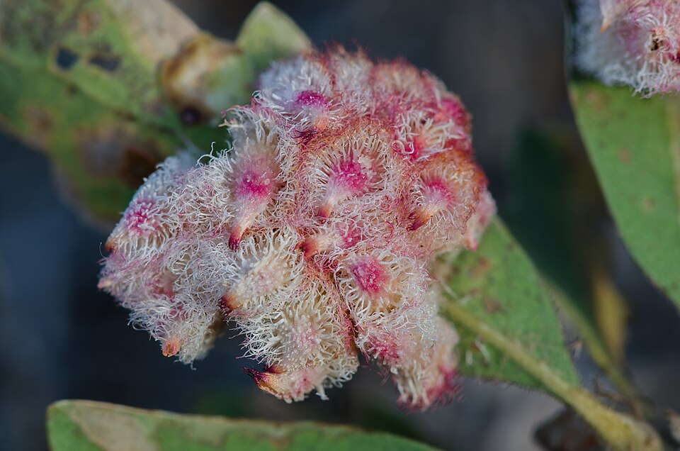 Photo of Crystalline gall wasp