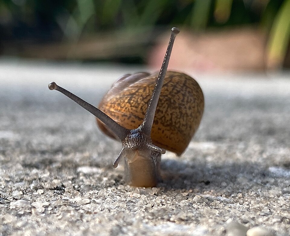 Photo of Cuban brown snail