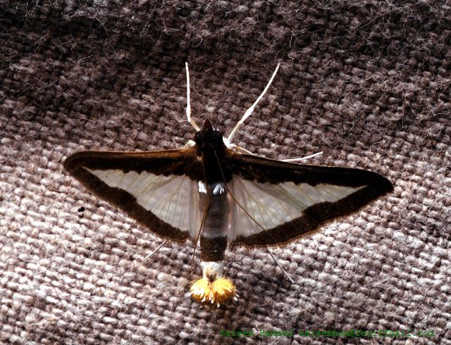 Photo of Cucumber moth