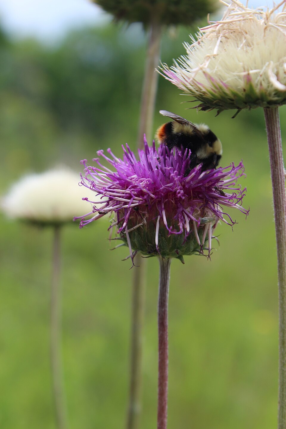 Photo of Cullum's bumble bee