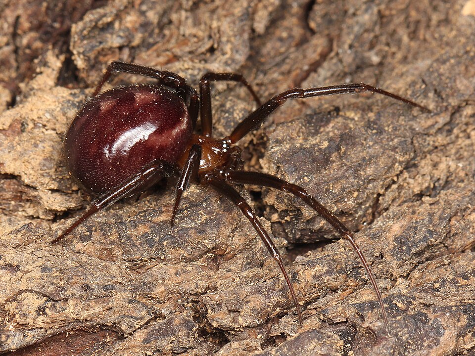 Photo of Cupboard spider