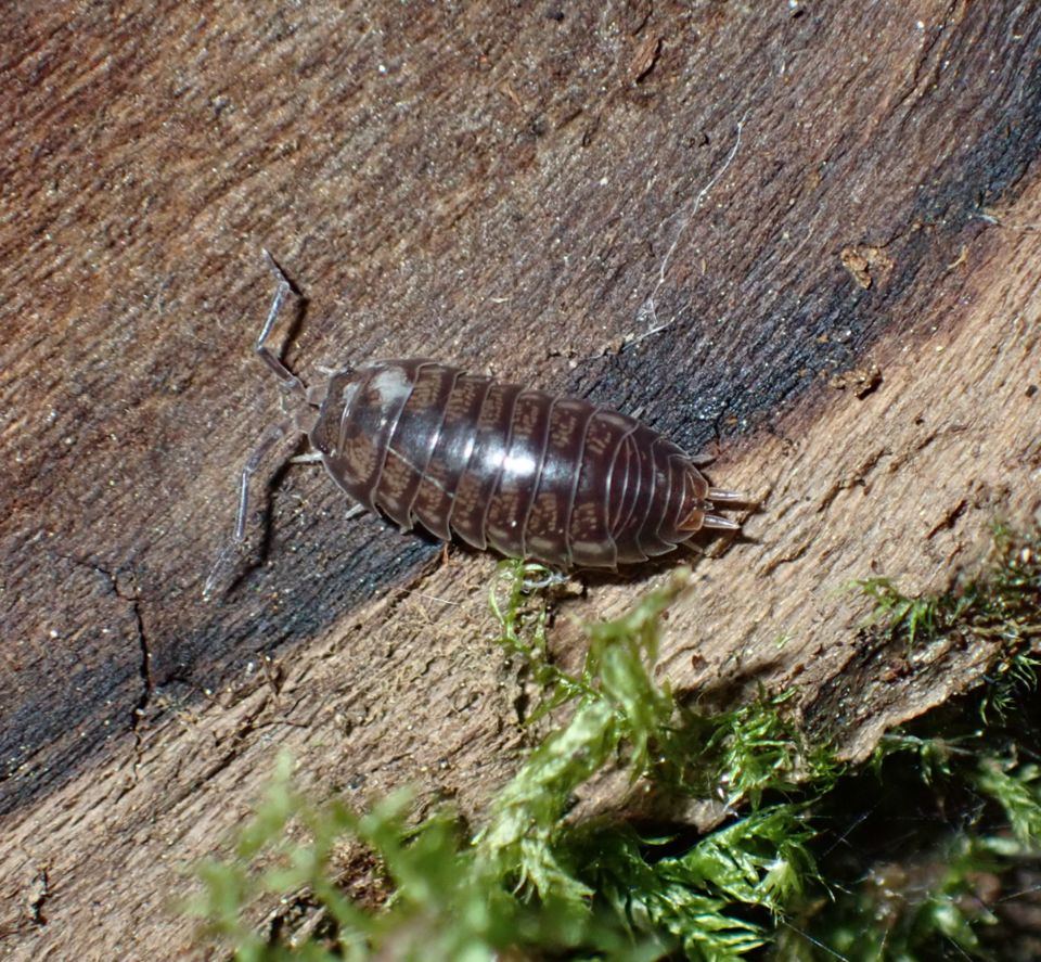 Photo of Curly woodlouse