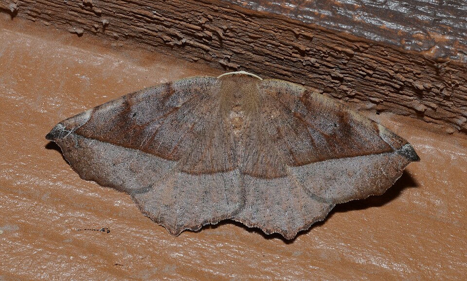 Photo of Curved-toothed geometer moth