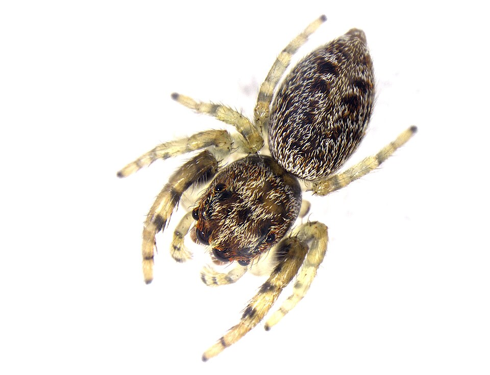 Photo of Cyclops jumping spider