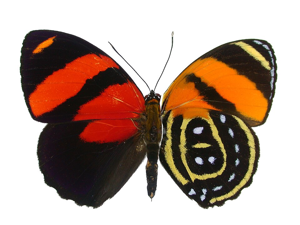 Photo of Cynosura eighty-eight