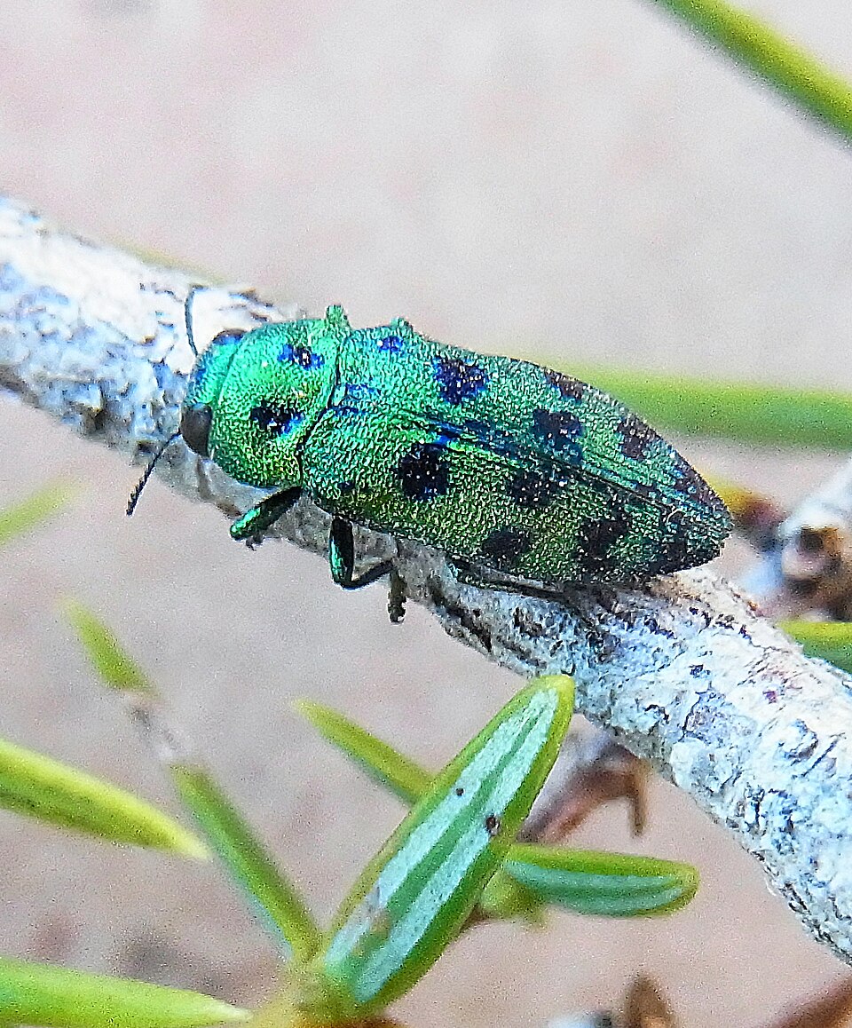 Photo of Cypress jewel beetle