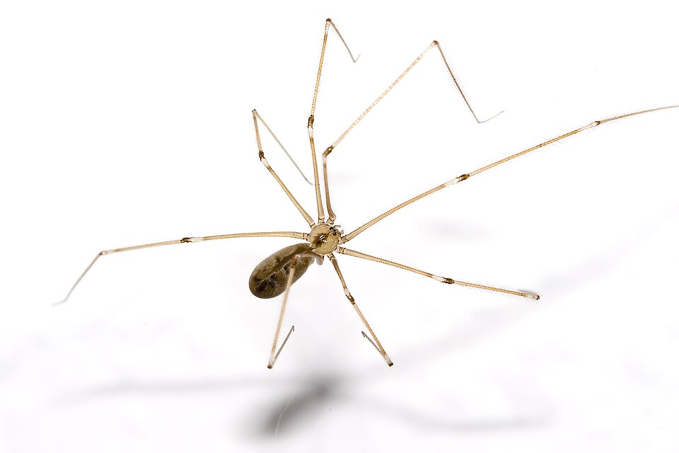 Photo of Daddy long-legs spider