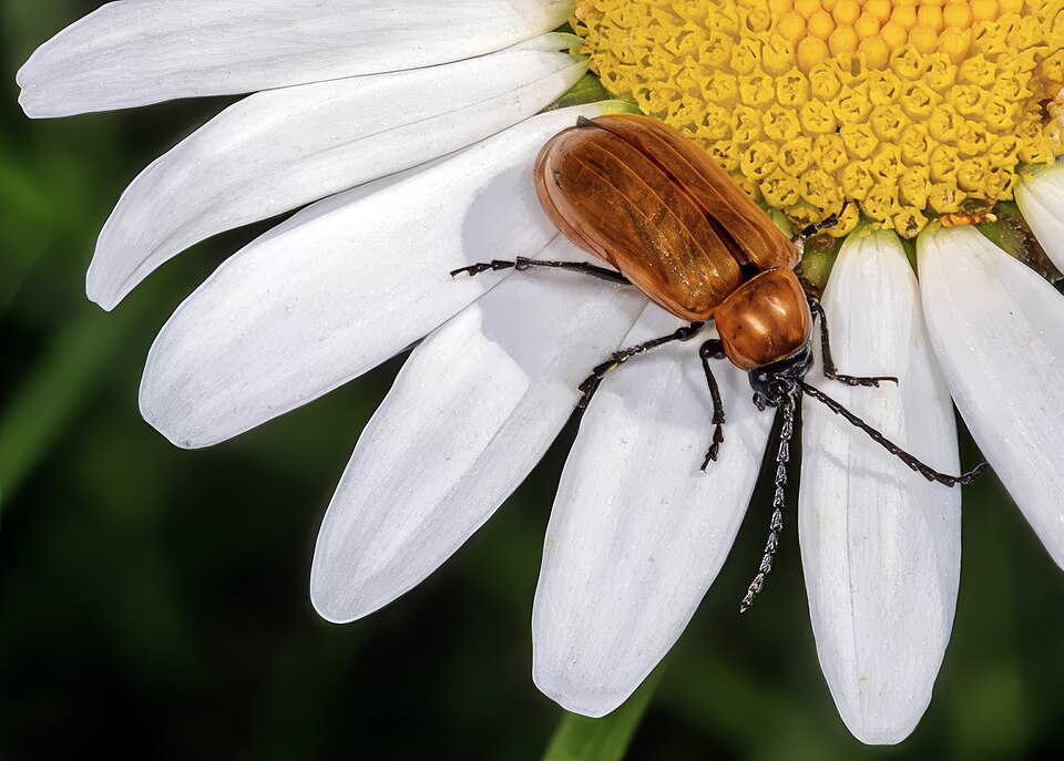 Photo of Daffodil leaf-beetle