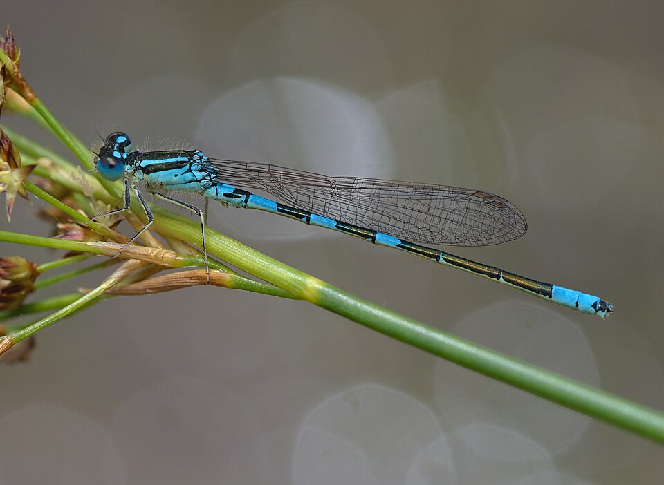 Photo of Dainty damselfly