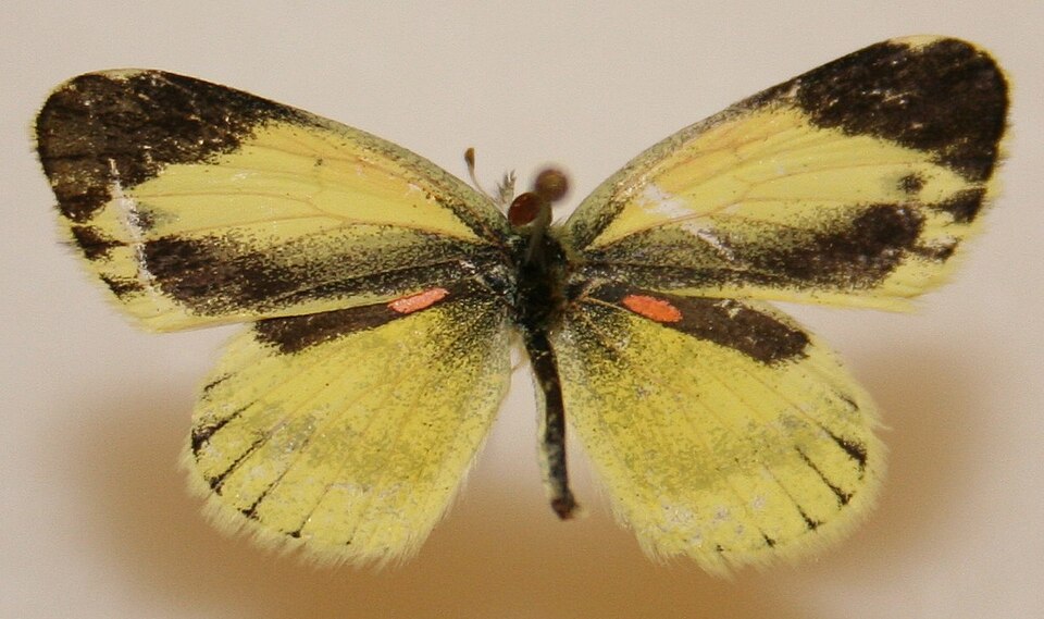 Photo of Dainty sulphur