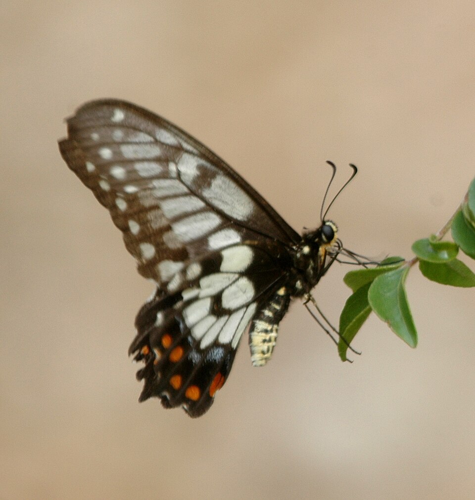 Photo of Dainty swallowtail
