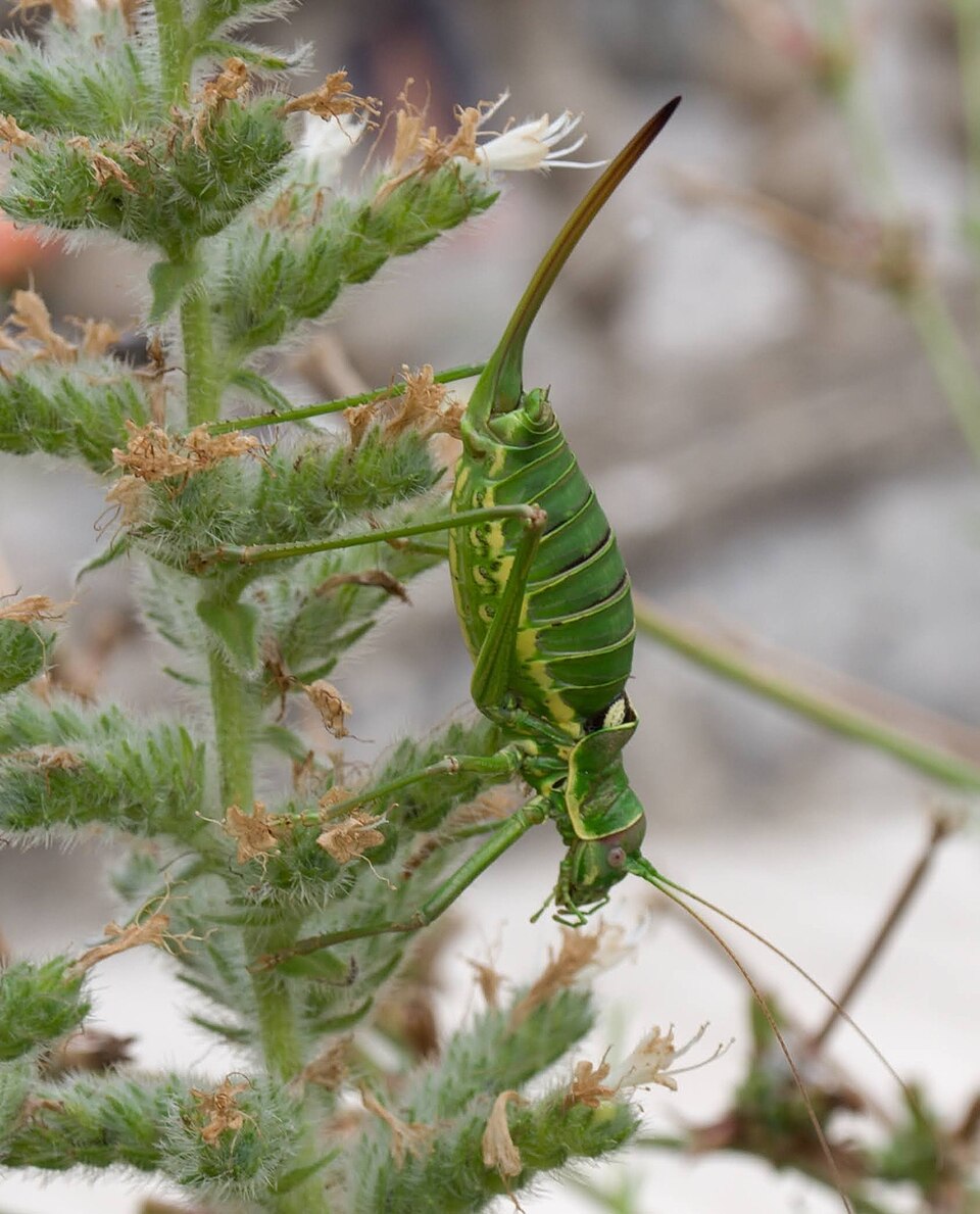 Photo of Dalmatian saddle bush-cricket
