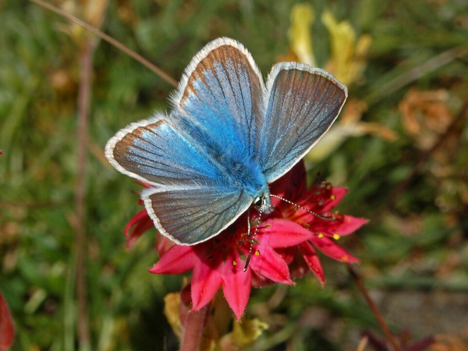 Photo of Damon blue