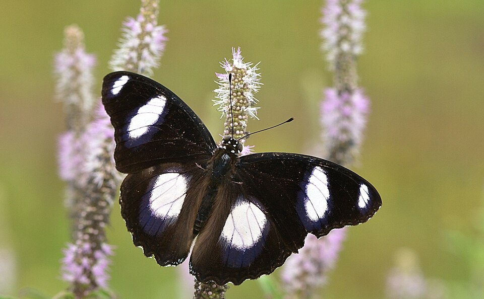 Photo of Danaid eggfly