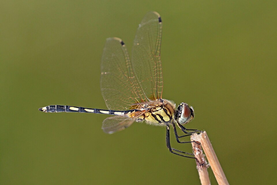 Photo of Dancing dropwing
