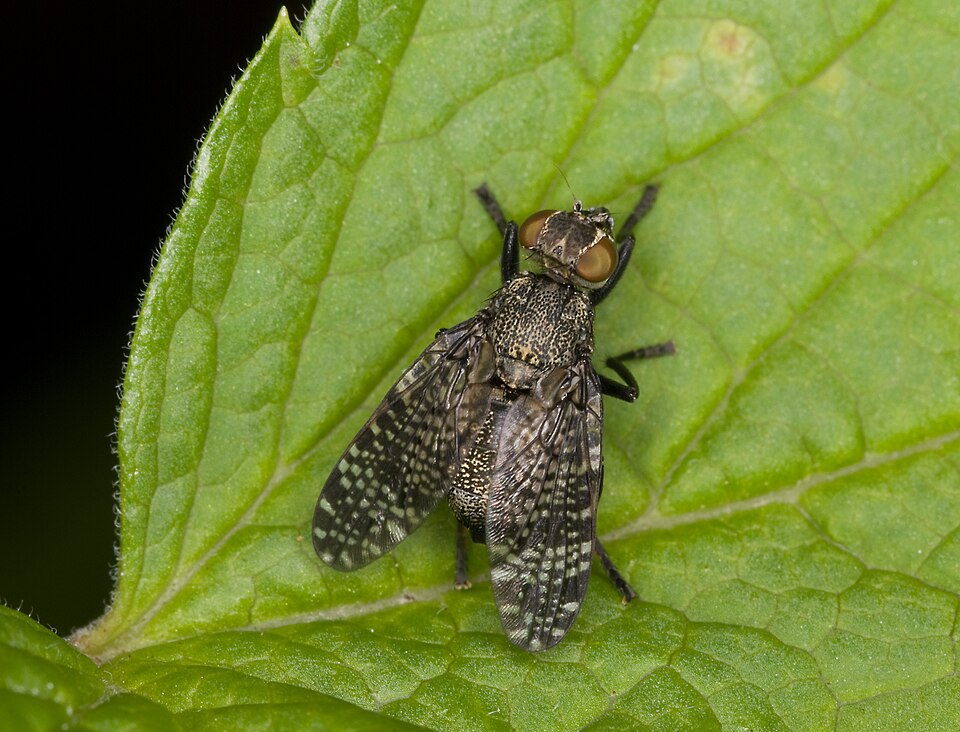 Photo of Dancing kiss fly