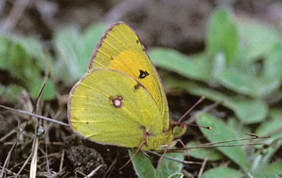 Photo of Danube clouded yellow