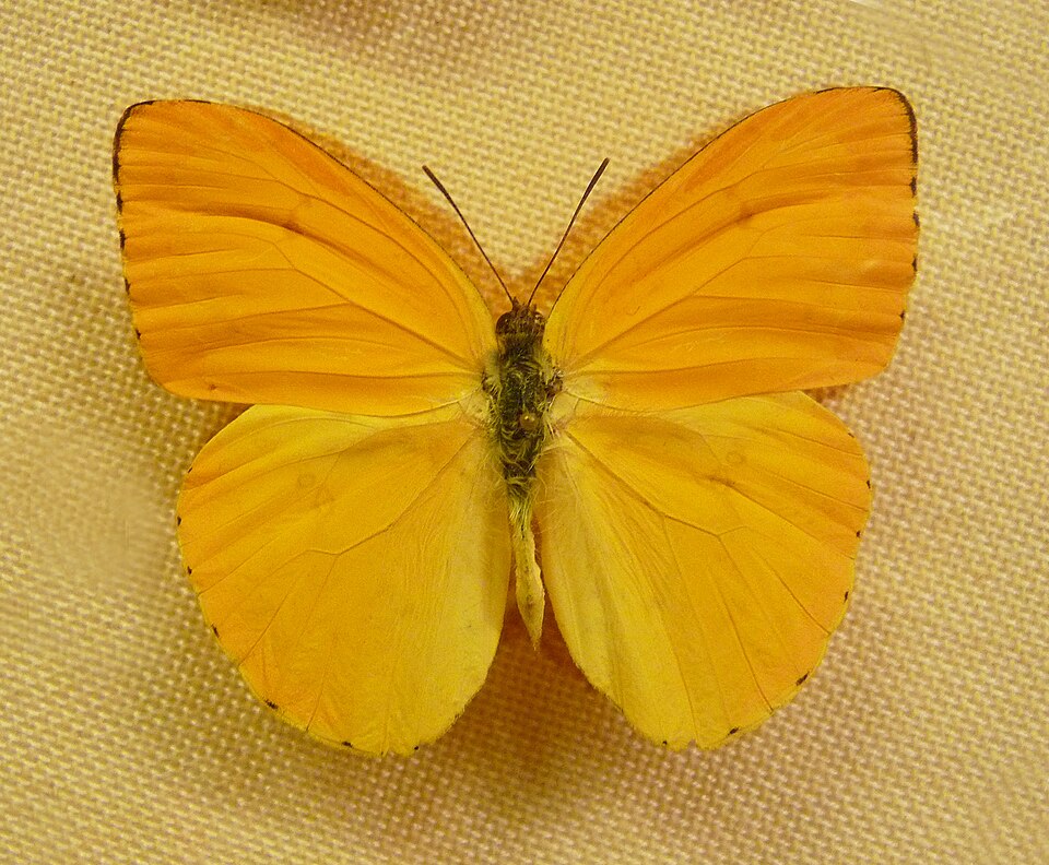 Photo of Dark apricot sulphur
