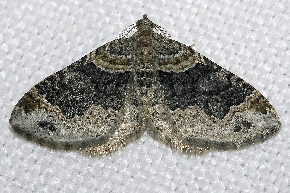 Photo of Dark-barred twin-spot carpet