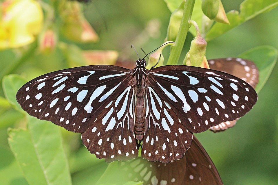 Photo of Dark blue tiger