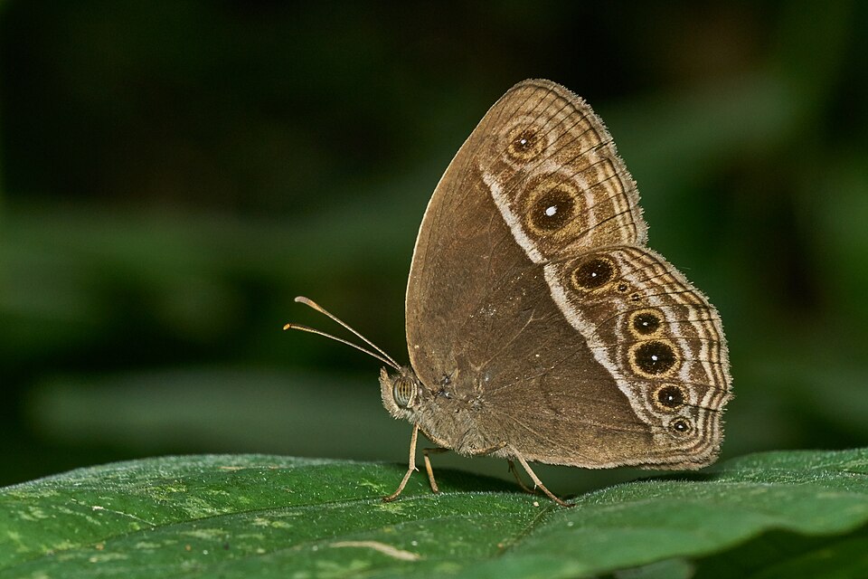 Photo of Dark-branded bushbrown