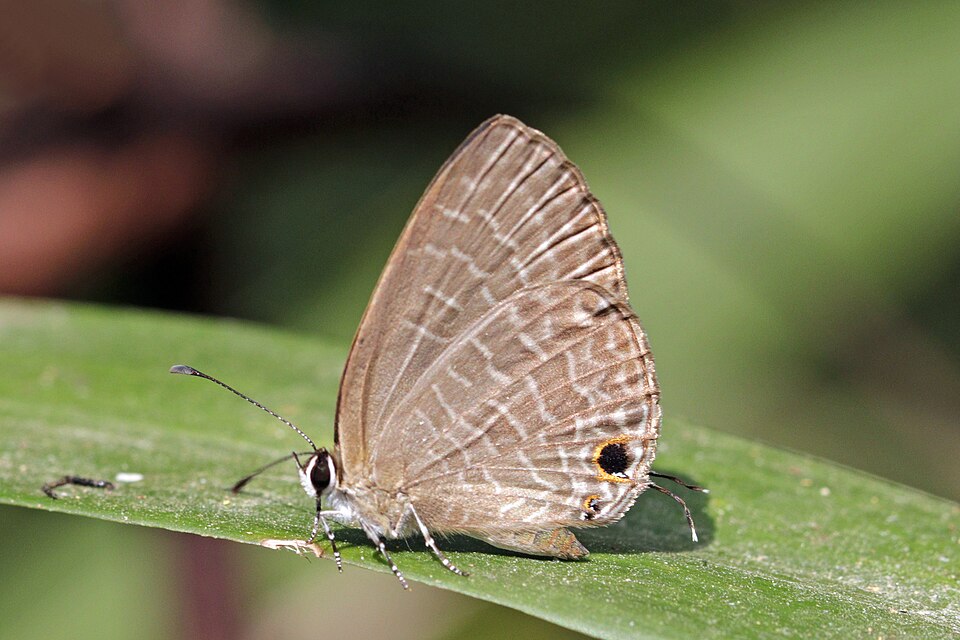 Photo of Dark cerulean