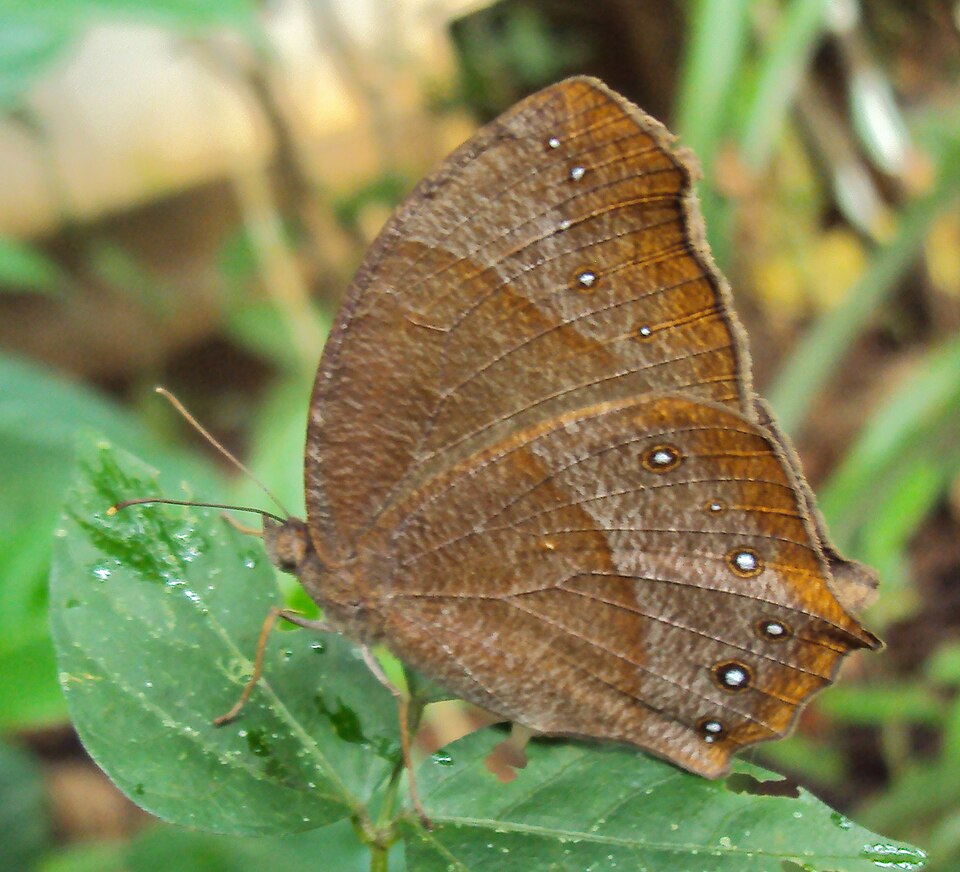 Photo of Dark evening brown