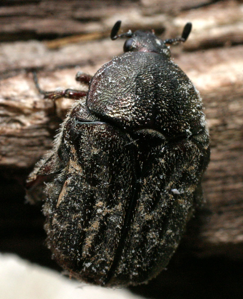 Photo of Dark flower scarab