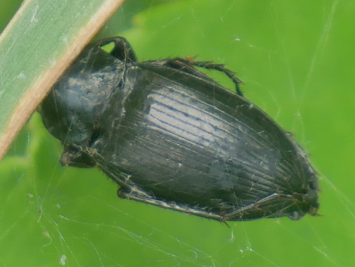 Photo of Dark-footed harp ground beetle