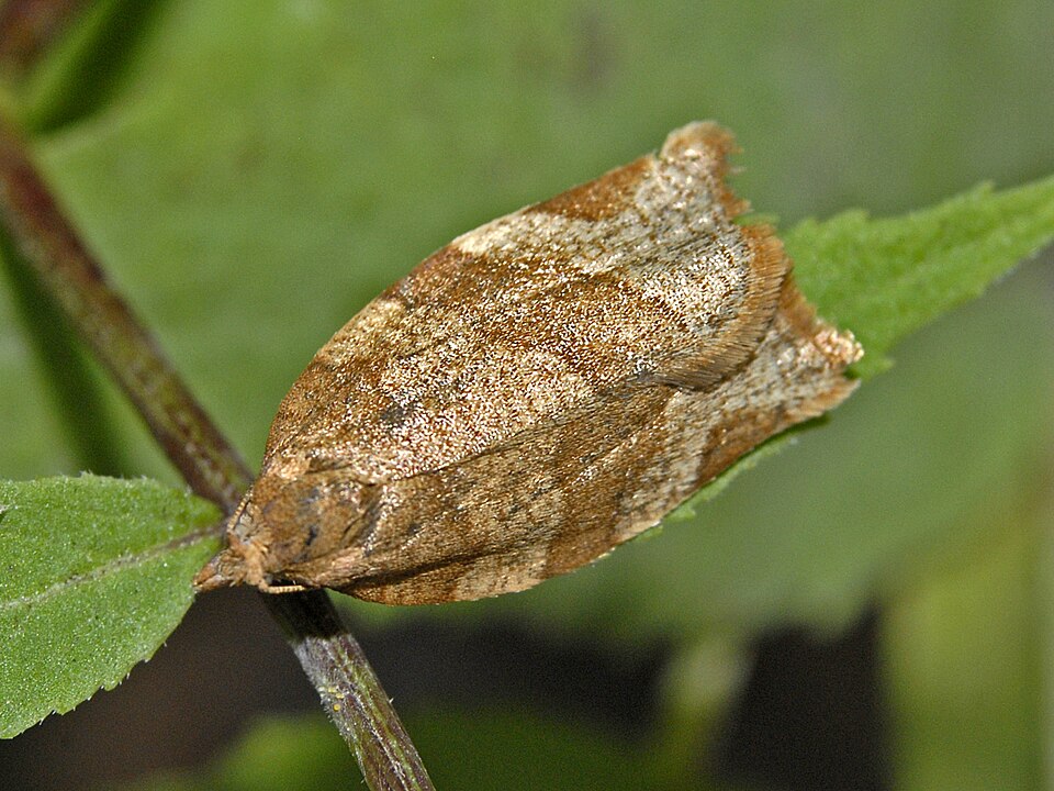 Photo of Dark fruit-tree tortrix