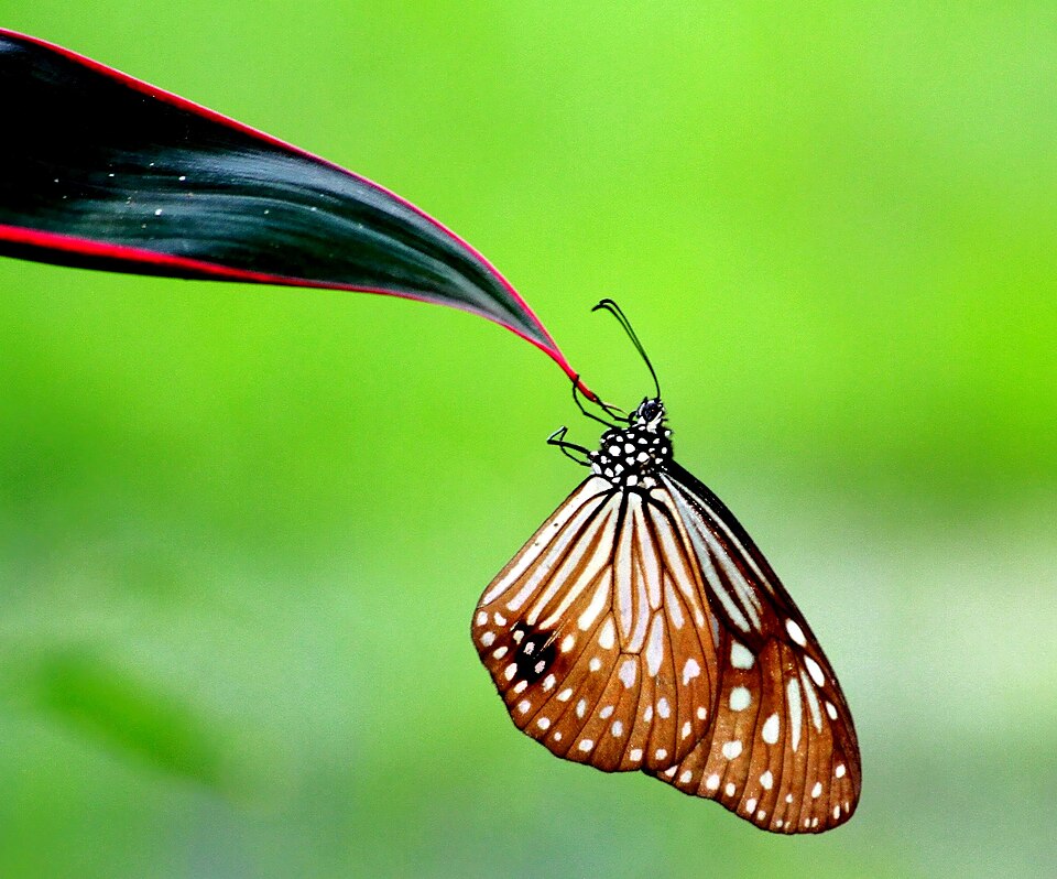 Photo of Dark glassy tiger