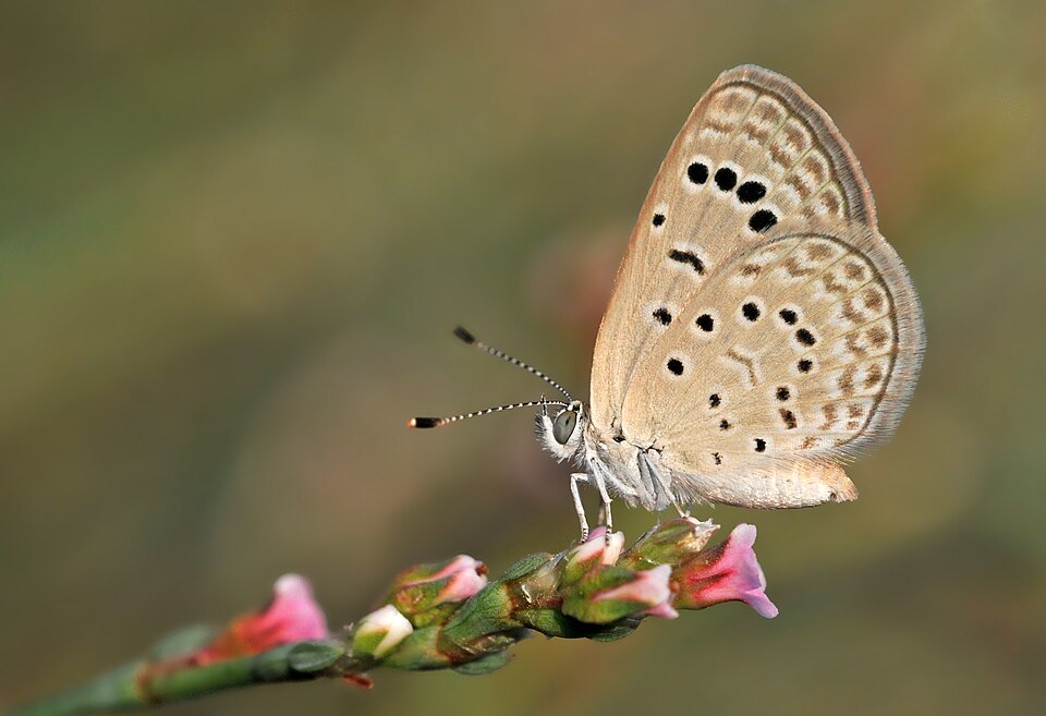 Photo of Dark grass blue