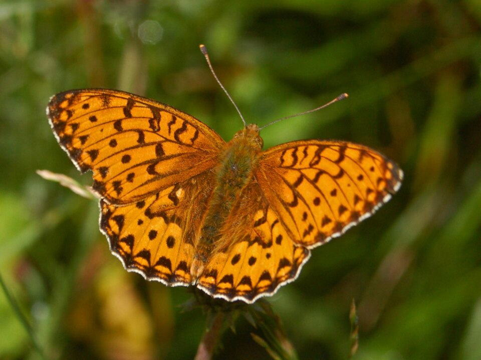 Photo of Dark green fritillary