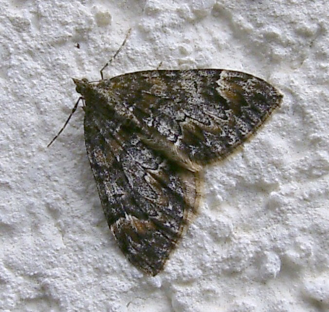 Photo of Dark marbled carpet