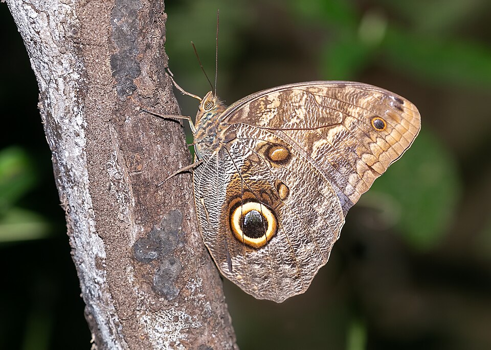 Photo of Dark owl-butterfly