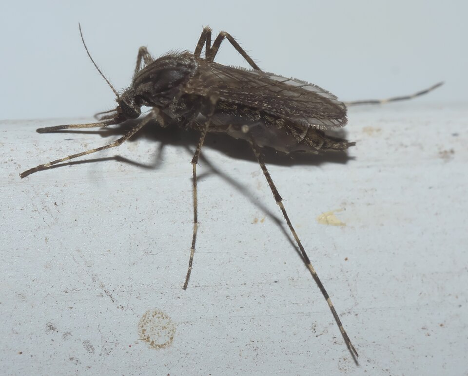 Photo of Dark ricefield mosquito